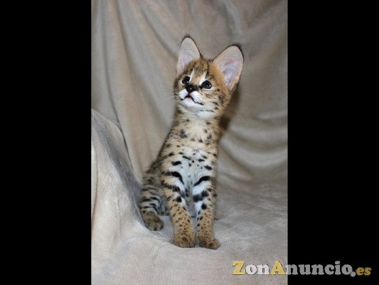 Tenemos Serval, Savannah F1 y gatitos caracal y ocelote